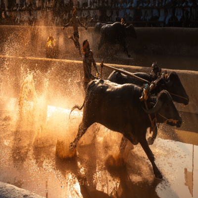 Kambala Festival Travel Plan